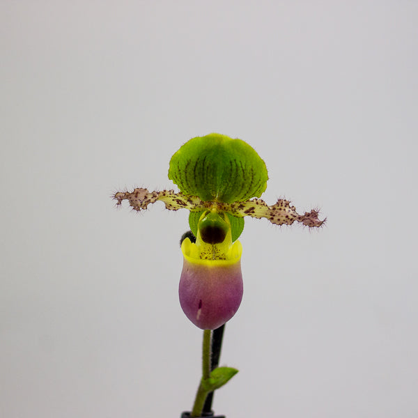 Paphiopedilum Pinoccio 12cm H35cm