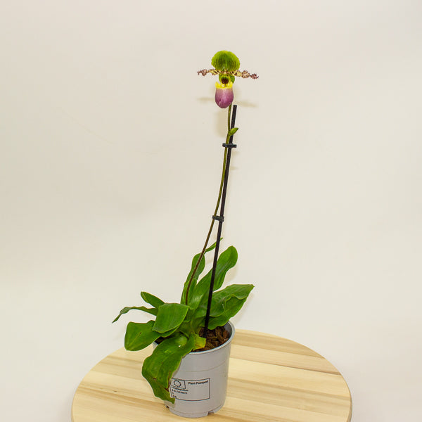 Paphiopedilum Pinoccio 12cm H35cm