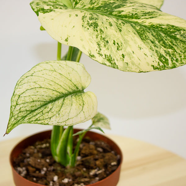 Monstera deliciosa Mint 12cm H20cm
