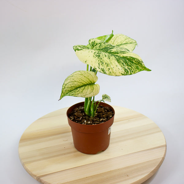 Monstera deliciosa Mint 12cm H20cm