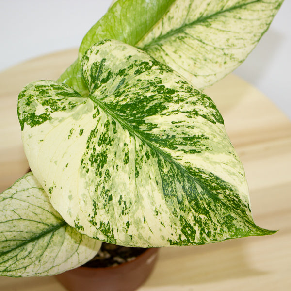 Monstera deliciosa Mint 12cm H20cm