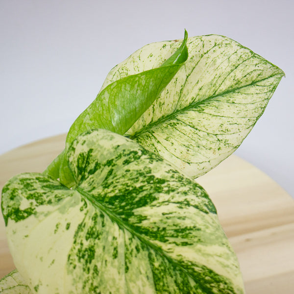 Monstera deliciosa Mint 12cm H20cm