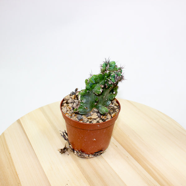 Cereus peruvianus coral crested 10.5cm H20cm