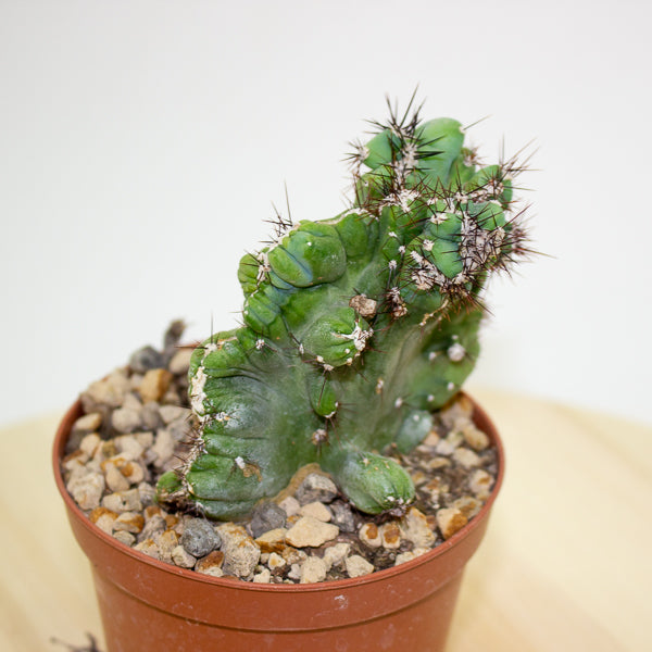 Cereus peruvianus coral crested 10.5cm H20cm