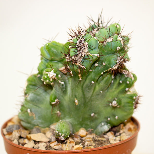 Cereus peruvianus coral crested 10.5cm H20cm
