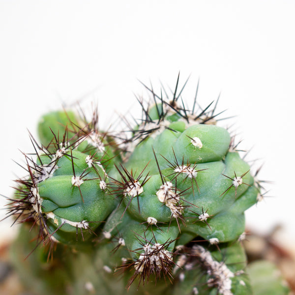 Cereus peruvianus coral crested 10.5cm H20cm
