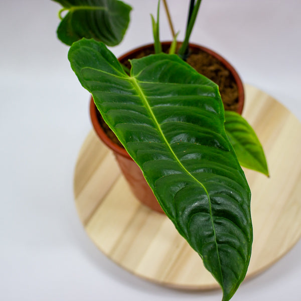 Anthurium Veitchii 12cm H45cm