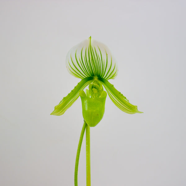 Paphiopedilum maudiae Femma 9cm H40cm