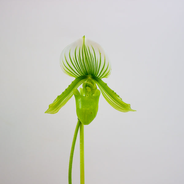 Paphiopedilum maudiae Femma 9cm H40cm