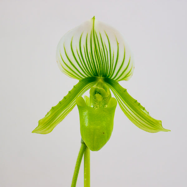 Paphiopedilum maudiae Femma 9cm H40cm