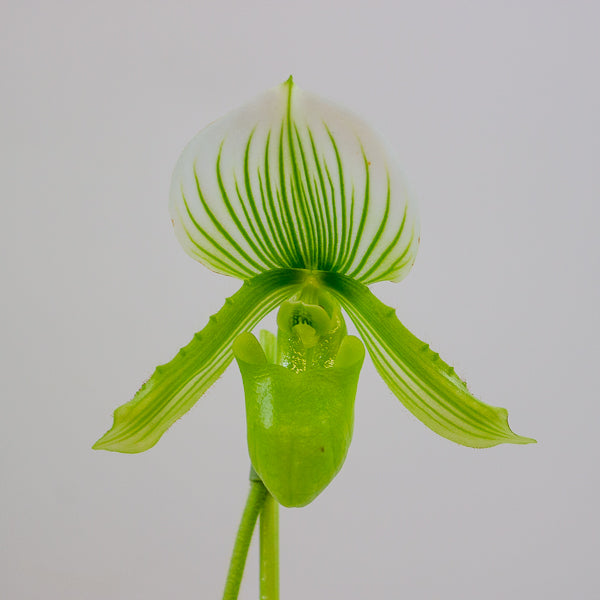 Paphiopedilum maudiae Femma 9cm H40cm