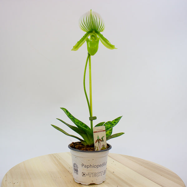 Paphiopedilum maudiae Femma 9cm H40cm