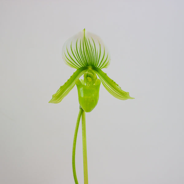 Paphiopedilum maudiae Femma 9cm H40cm