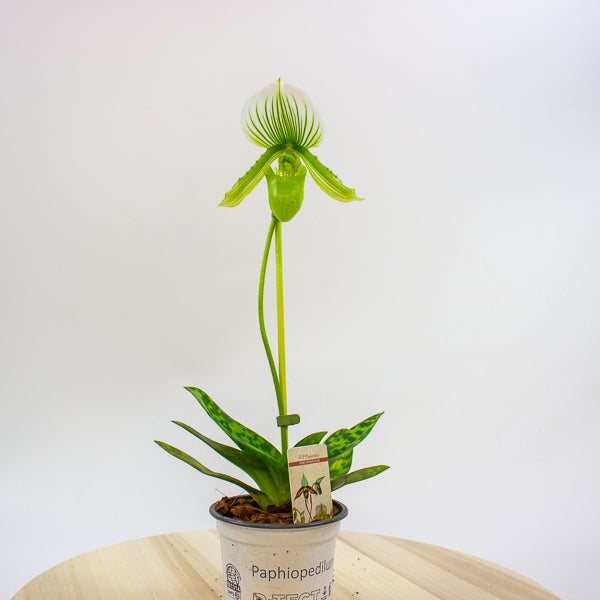 Paphiopedilum maudiae Femma 9cm H40cm