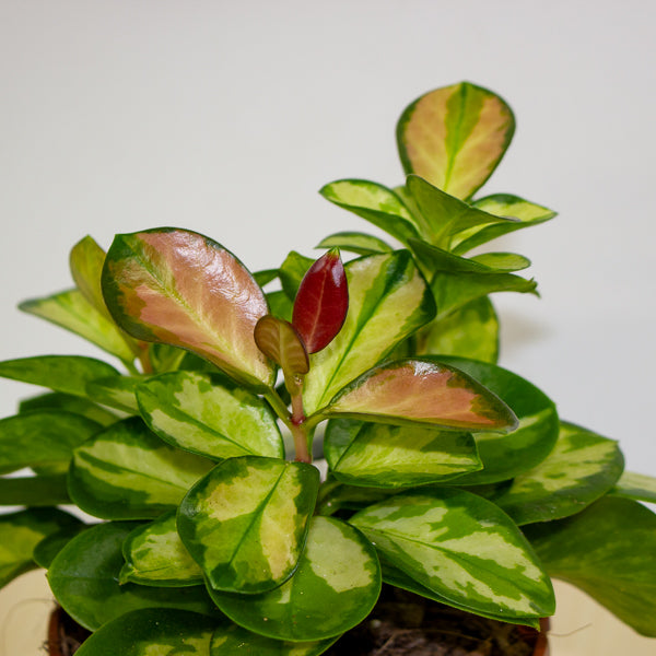 Hoya australis Lisa 12cm H22cm