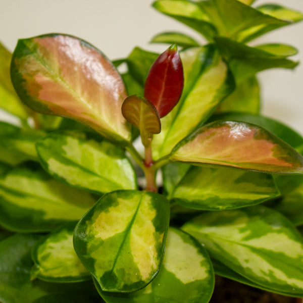 Hoya australis Lisa 12cm H22cm
