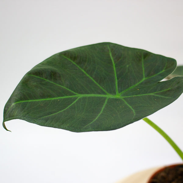Alocasia Regal Shields 12cm H45cm