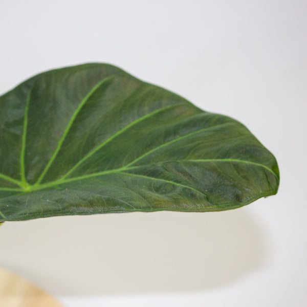 Alocasia Regal Shields 12cm H45cm