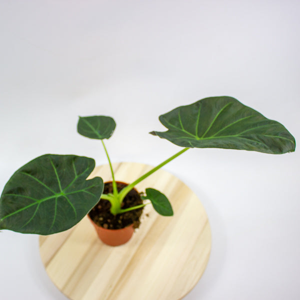 Alocasia Regal Shields 12cm H45cm