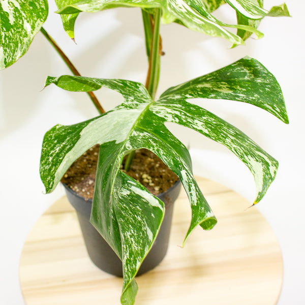 Monstera deliciosa Variegata 17cm H55cm
