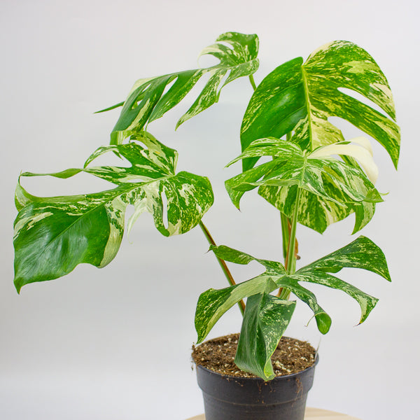Monstera deliciosa Variegata 17cm H55cm