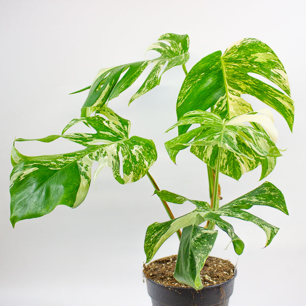 Monstera deliciosa Variegata 17cm H55cm