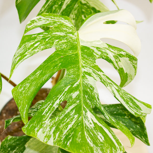 Monstera deliciosa Variegata 17cm H55cm