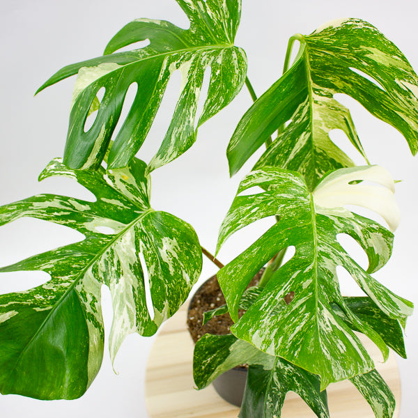 Monstera deliciosa Variegata 17cm H55cm