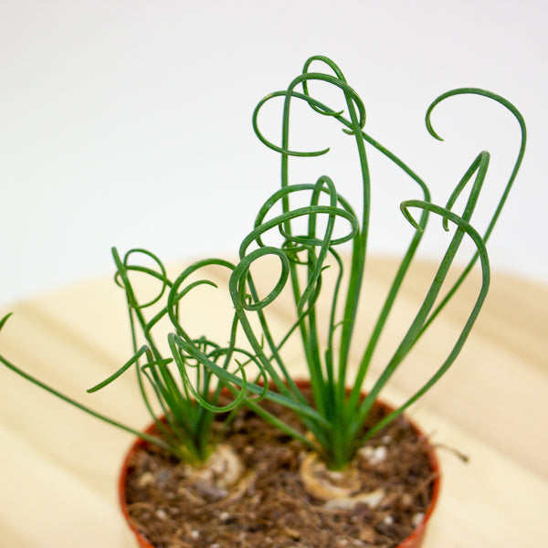 Albuca spiralis Frizzle Sizzle 12cm H20cm