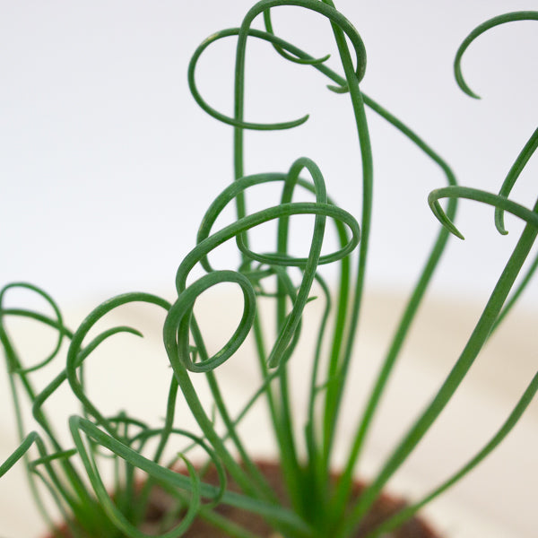 Albuca spiralis Frizzle Sizzle 12cm H20cm