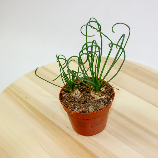 Albuca spiralis Frizzle Sizzle 12cm H20cm