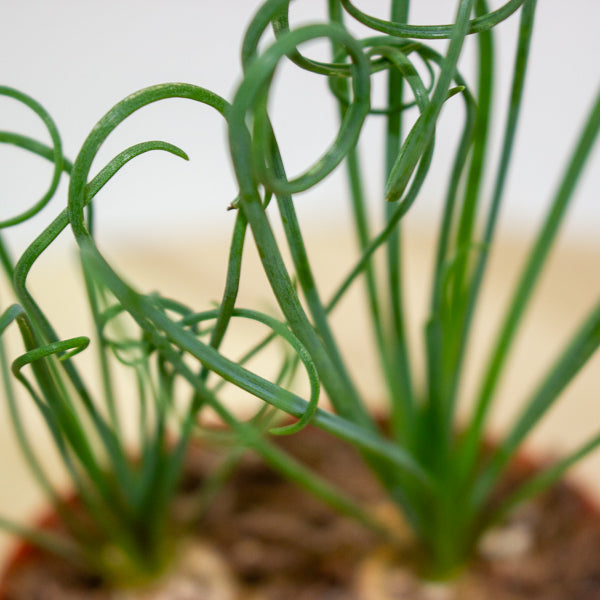 Albuca spiralis Frizzle Sizzle 12cm H20cm