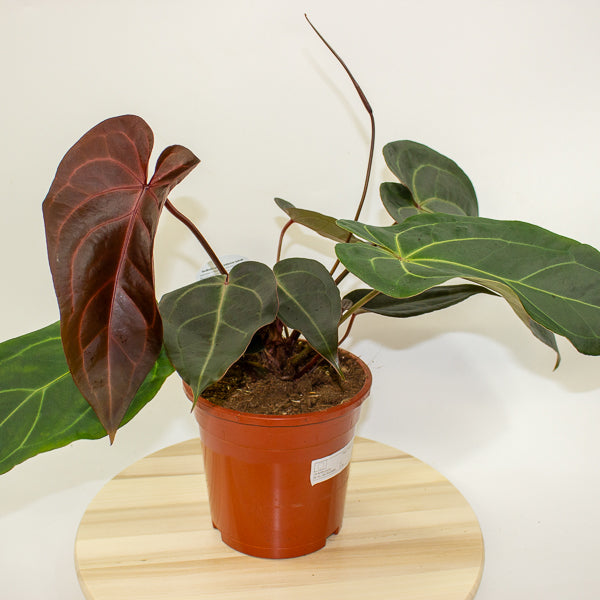 Anthurium DocBlock Dark & Handsome 9 x Red Velvet Cake 24 17cm H40cm