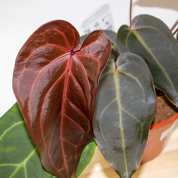 Anthurium DocBlock Dark & Handsome 9 x Red Velvet Cake 24 17cm H40cm