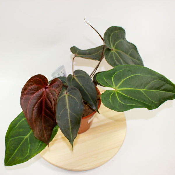 Anthurium DocBlock Dark & Handsome 9 x Red Velvet Cake 24 17cm H40cm
