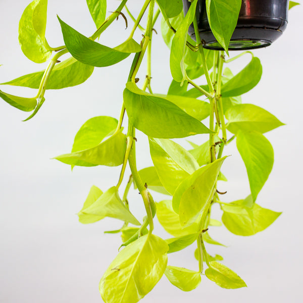 Epipremnum pinnatum Golden Pothos 15cm H40cm