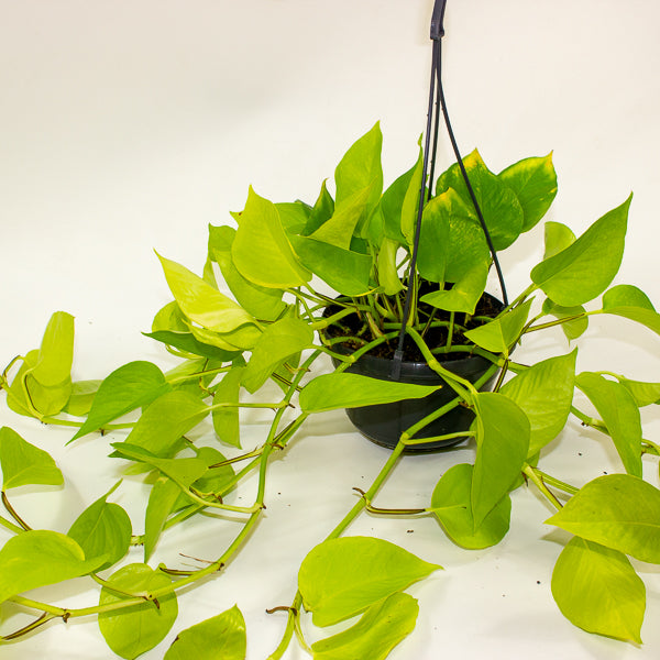 Epipremnum pinnatum Golden Pothos 15cm H40cm