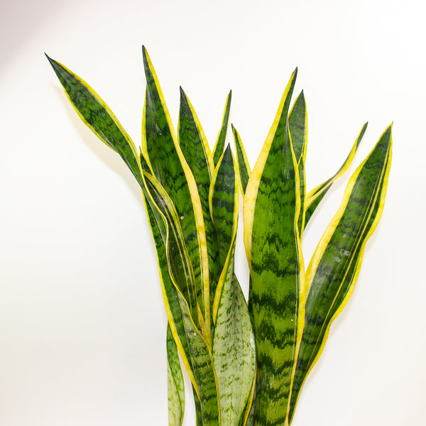Sansevieria trifasciata Laurentii 21cm H75cm