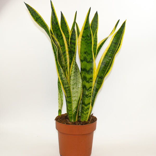 Sansevieria trifasciata Laurentii 21cm H75cm