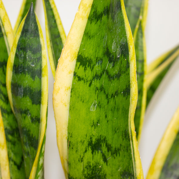 Sansevieria trifasciata Laurentii 21cm H75cm