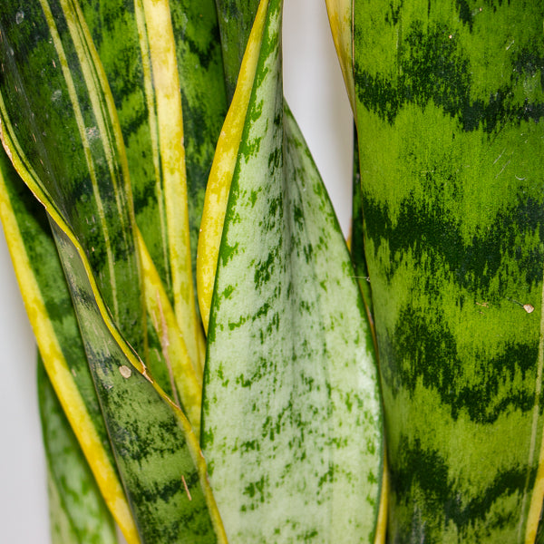 Sansevieria trifasciata Laurentii 21cm H75cm
