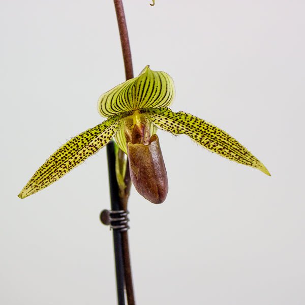 Paphiopedilum Rose Mead x rothschildianum 11cm H75cm