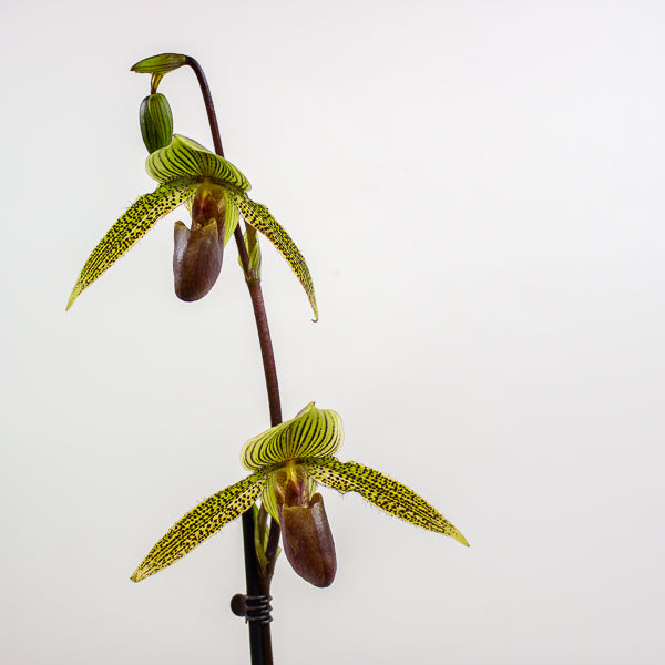Paphiopedilum Rose Mead x rothschildianum 11cm H75cm