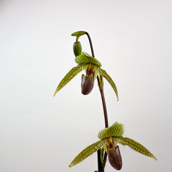 Paphiopedilum Rose Mead x rothschildianum 11cm H75cm