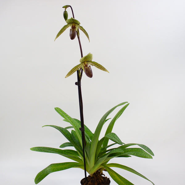 Paphiopedilum Rose Mead x rothschildianum 11cm H75cm