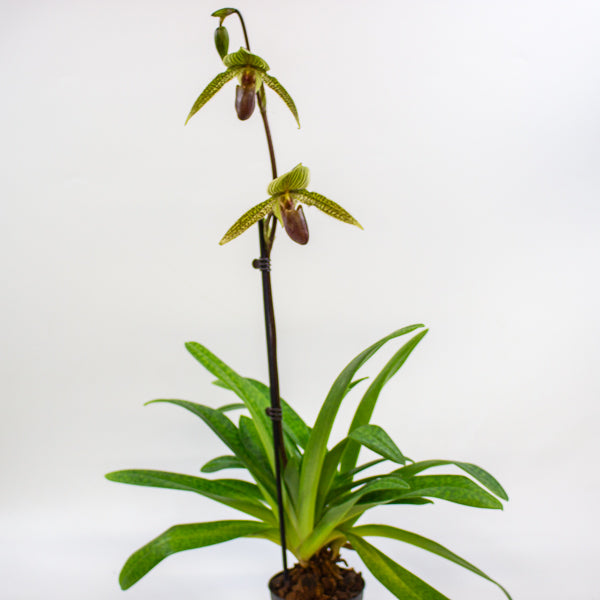 Paphiopedilum Rose Mead x rothschildianum 11cm H75cm