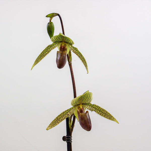 Paphiopedilum Rose Mead x rothschildianum 11cm H75cm