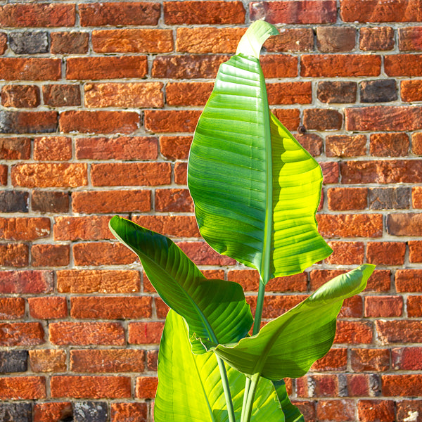 Strelitzia nicolai 24cm H150cm