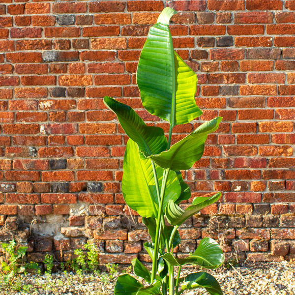 Strelitzia nicolai 24cm H150cm