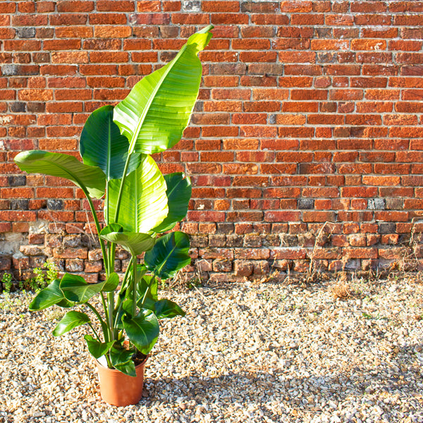 Strelitzia nicolai 24cm H150cm
